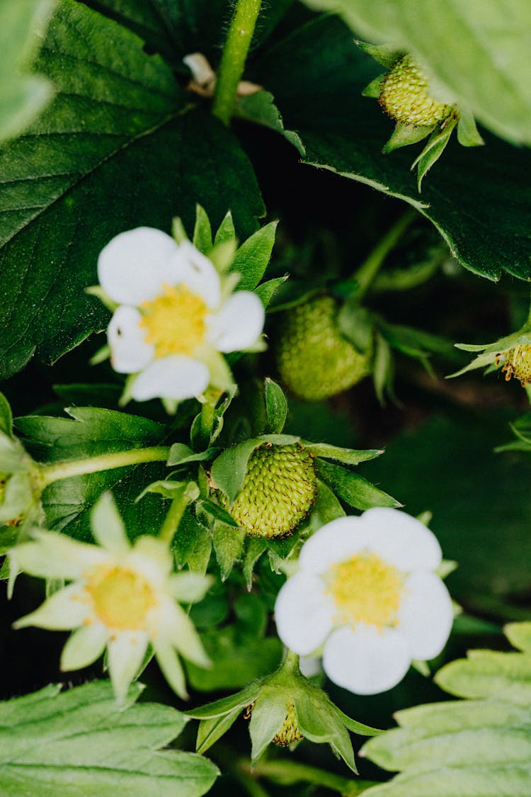 White And Yellow Strawberry Flowers In Bloom