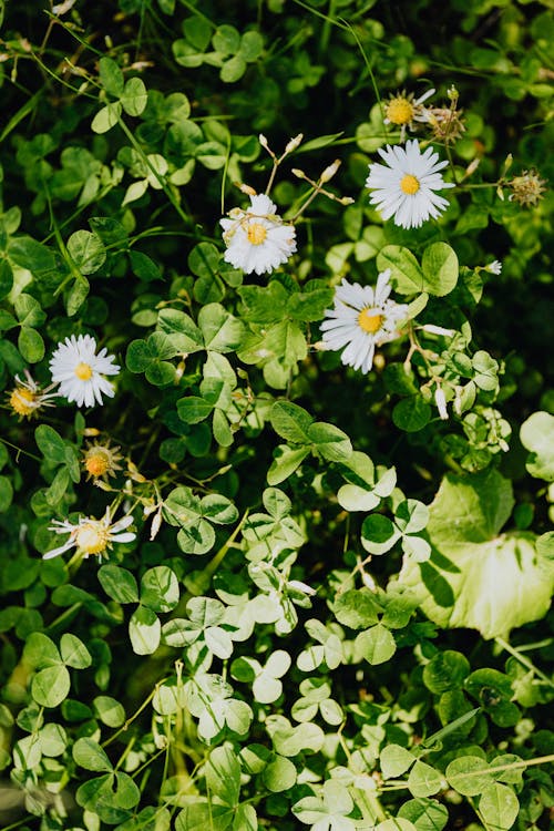Flowering Plant With Clover Leaves