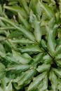 Elongated Green Leaves of a Plant