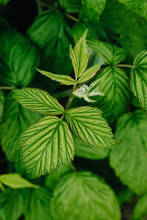 Free Detailed macro shot of vibrant green raspberry leaves showcasing texture and veins. Stock Photo