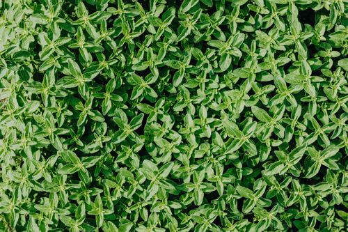 Free Dense carpet of fresh green thyme leaves creating a natural botanical pattern. Stock Photo