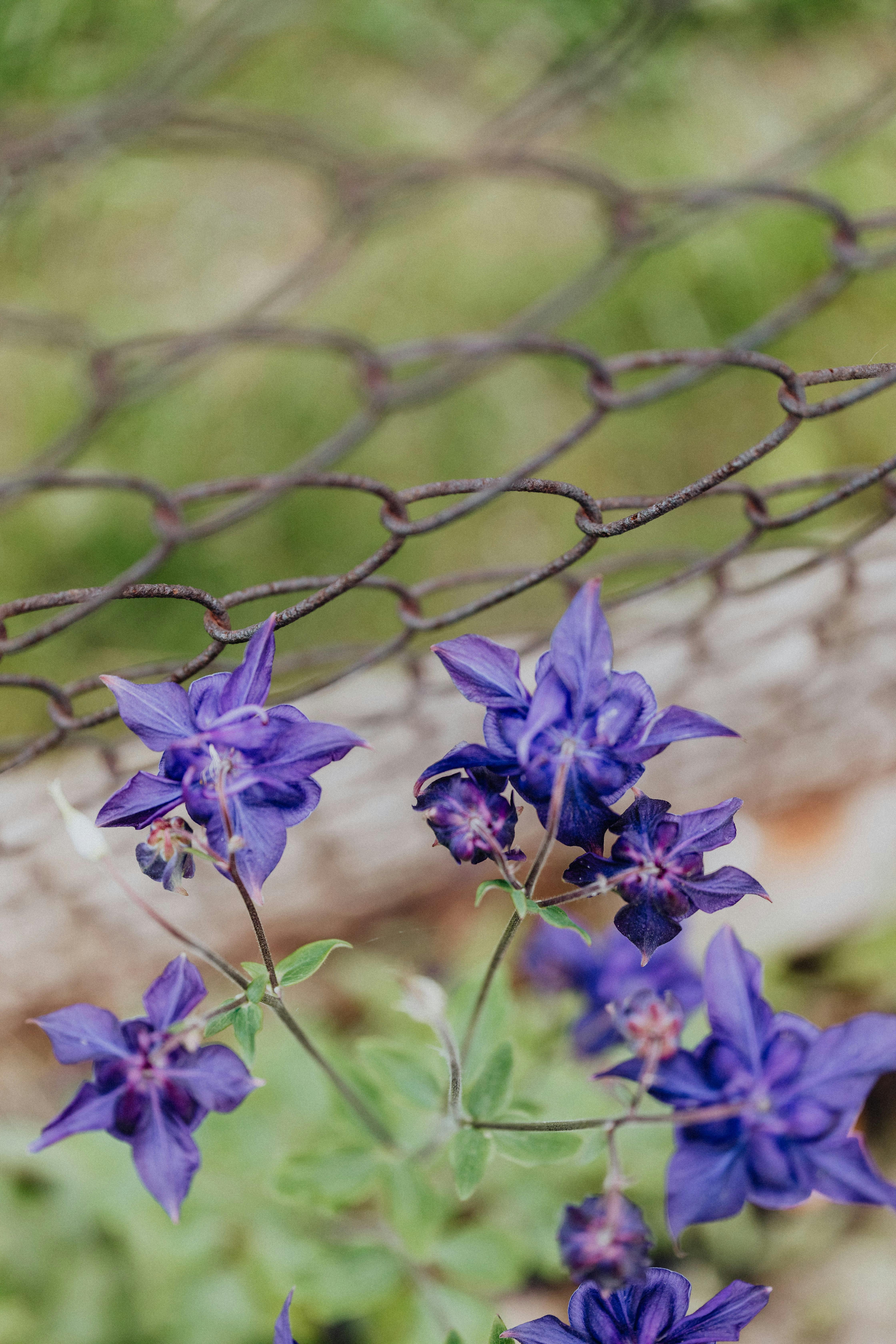 充满活力的紫色翠雀花特写，旁边是乡村的铁丝网户外