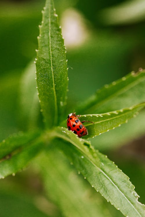 A Ladybug on Green Leaf in Close Up Photography