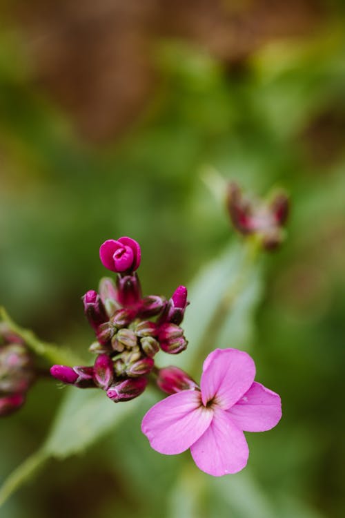 Free Close-Up Shot of a Pink Flower Blooming Stock Photo