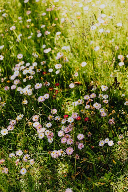 Chamomile Flowers Blooming on Ground with Green Grass 