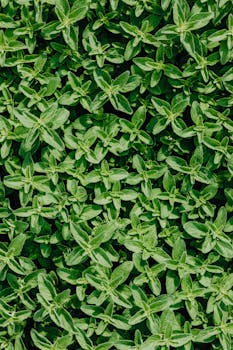 A vibrant vertical shot of lush green leaves creating a natural backdrop, ideal for backgrounds.