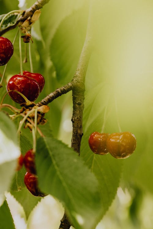 Close-Up Shot of Red Cherries on a Branch