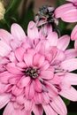 亲密特写的粉红色菊花展示了错综复杂的花瓣
