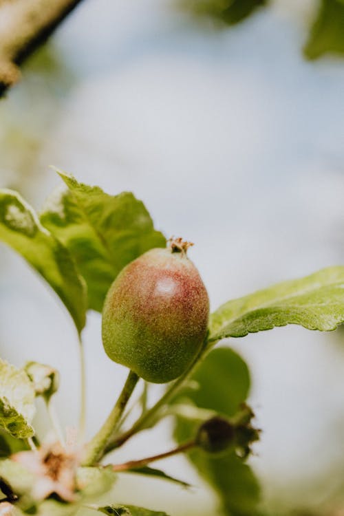 Fotos de stock gratuitas de apple, árbol, de cerca