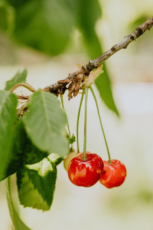 Red Cherry Fruit on Green Leaves
