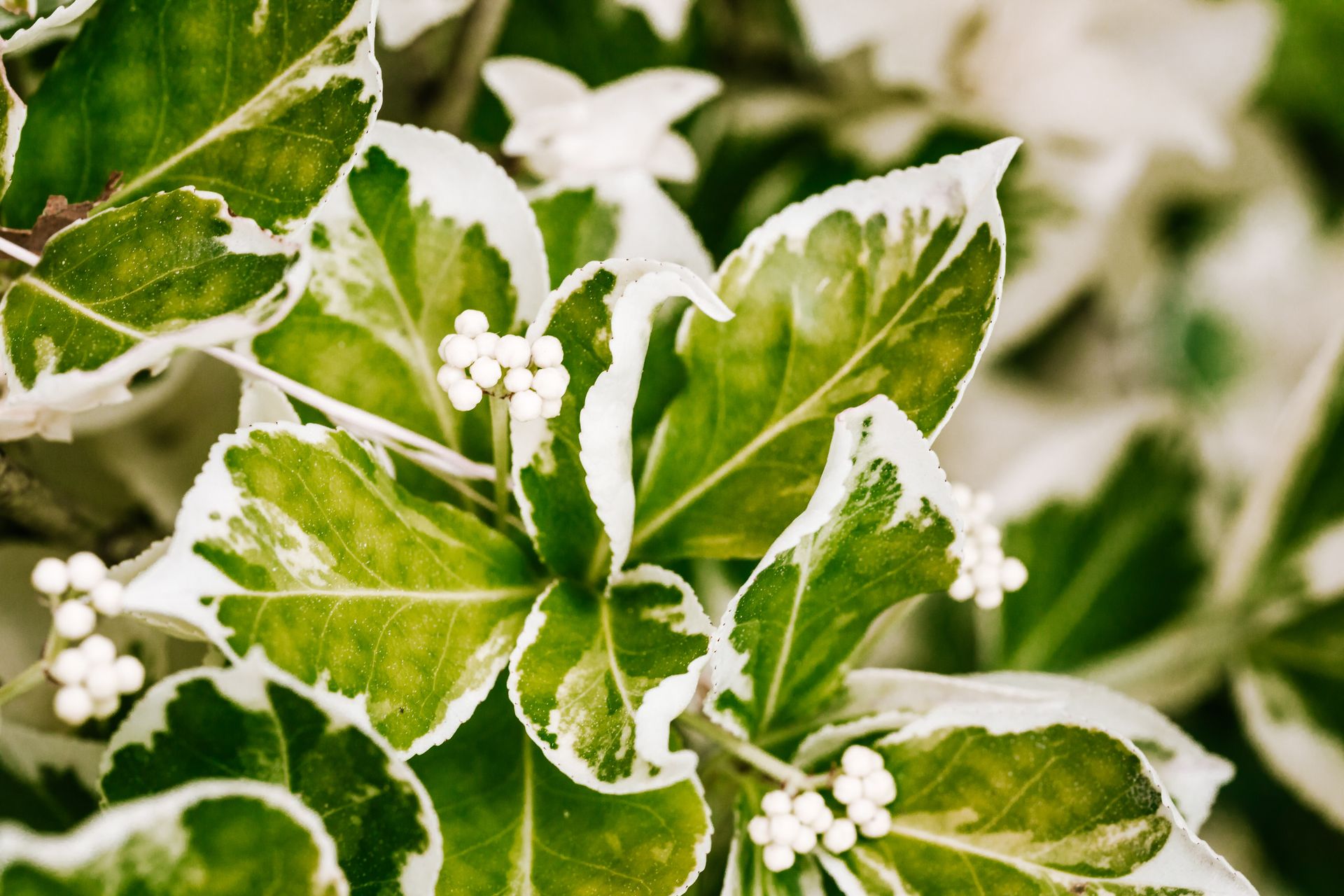 Detailed view of green variegated leaves with white berries, showcasing natural beauty.