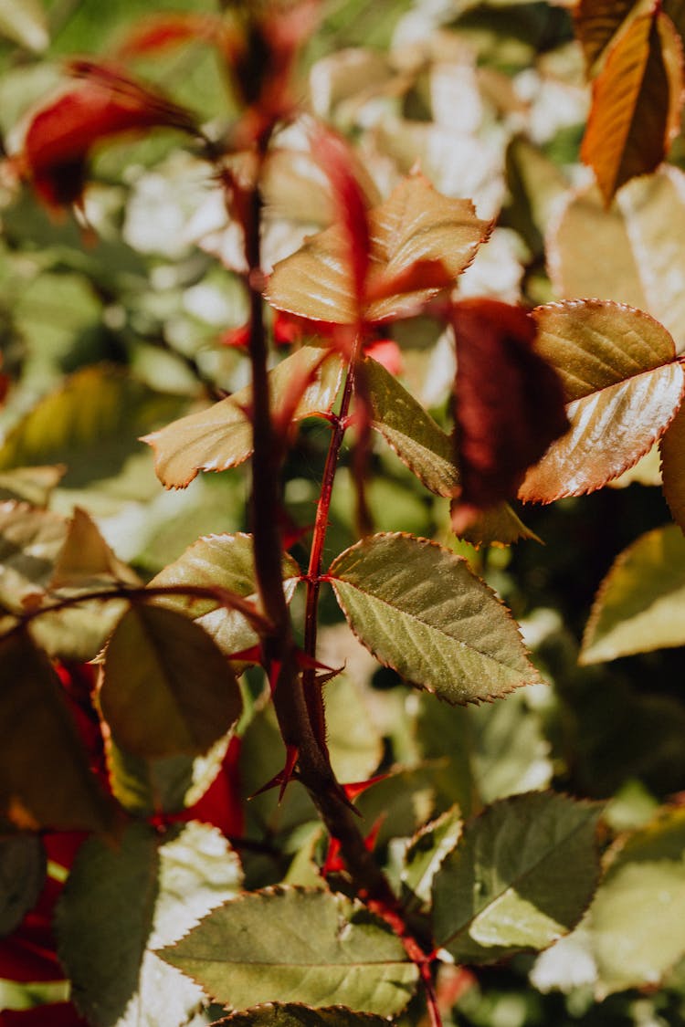 Close-up Of Rose Leaves