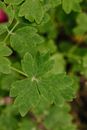 Close Up Photo of Columbine