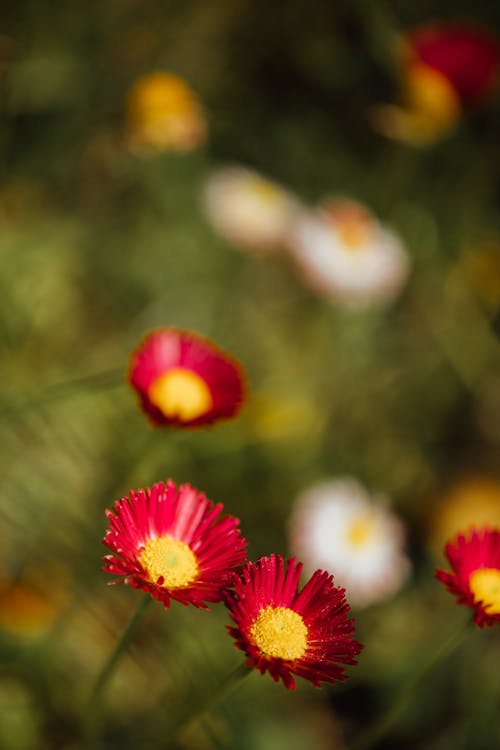 Imagine de stoc gratuită din blur background, botanic, floare