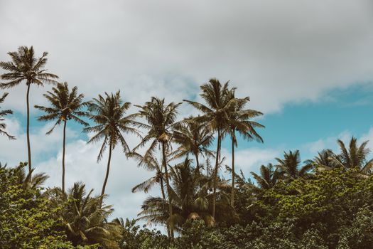Tall palm trees swaying under a vibrant blue sky with fluffy clouds.