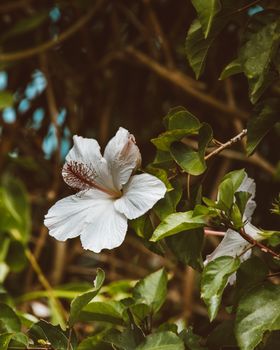 夏威夷花园里，绿叶郁郁葱葱，白色的芙蓉花令人惊叹
