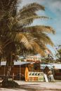 Green Palm Tree Near Yellow and White Store
