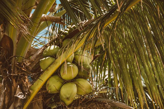 Photo by Jess Loiterton Lush green coconuts on a vibrant palm tree in sunny Hawaii, highlighting tropical nature.