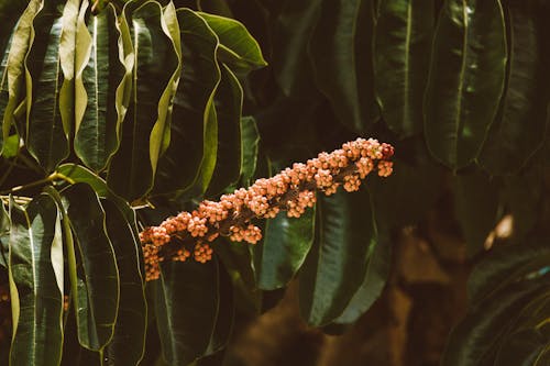 Foto d'estoc gratuïta de arbre, colors, flor