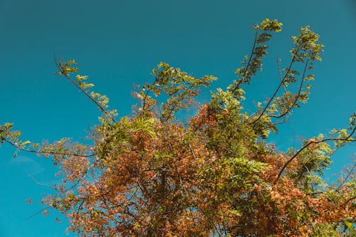 Green and Brown Tree Under Blue Sky