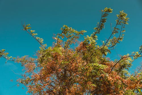 Foto d'estoc gratuïta de arbre, colors, flor