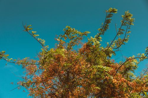 Free Vibrant branches of a tree with green leaves and red blossoms against a bright blue sky in Hawaii. Stock Photo