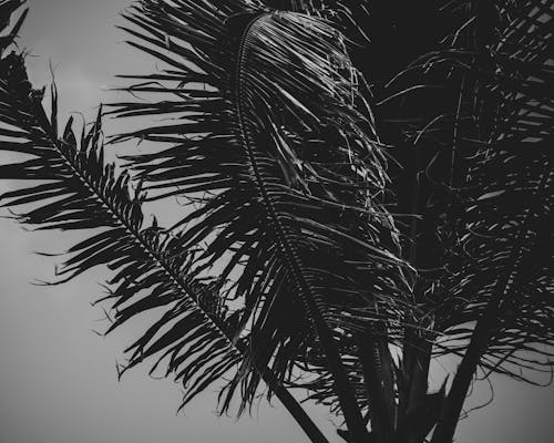Grayscale Photo of Palm Tree