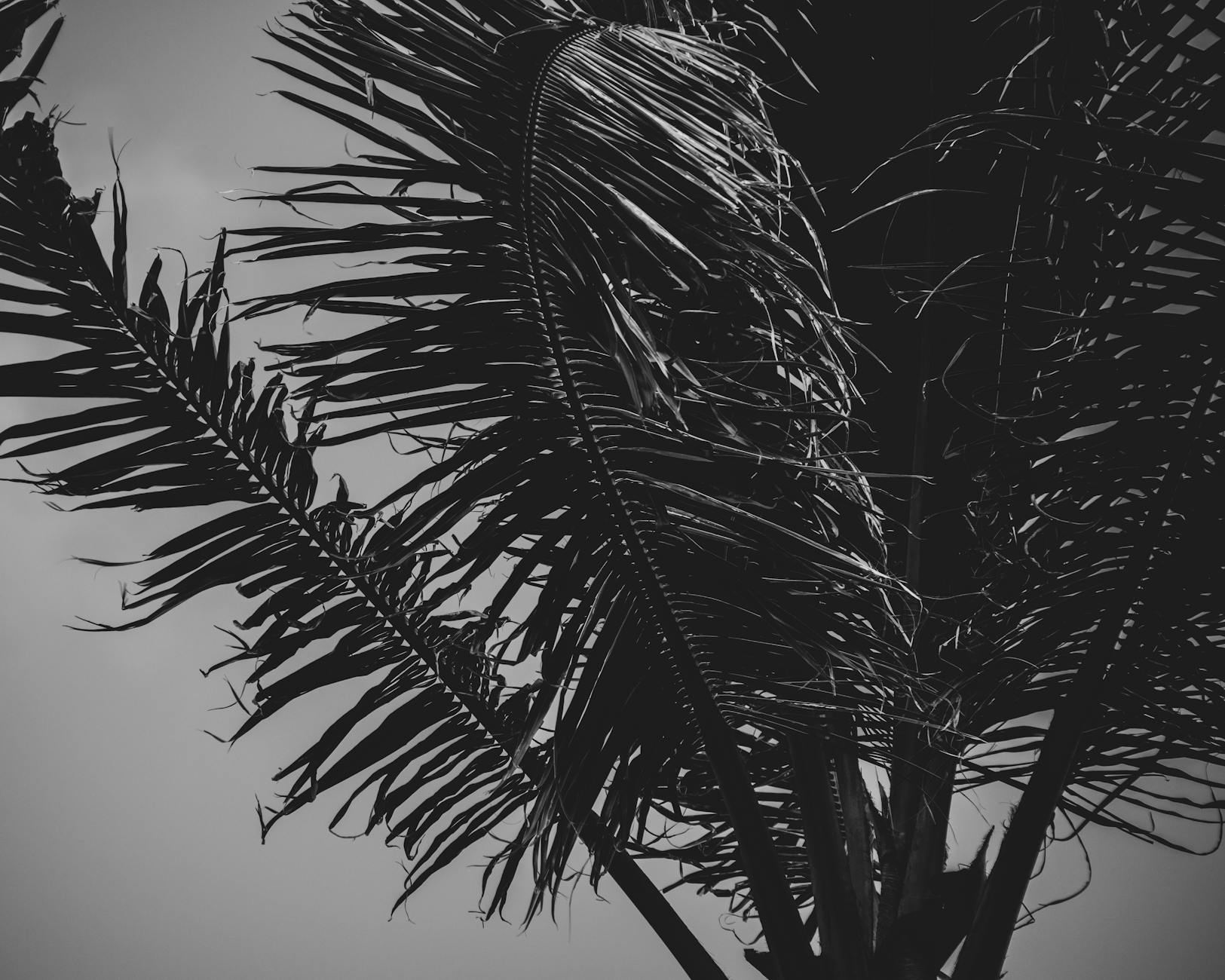 Grayscale Photo of Palm Tree · Free Stock Photo