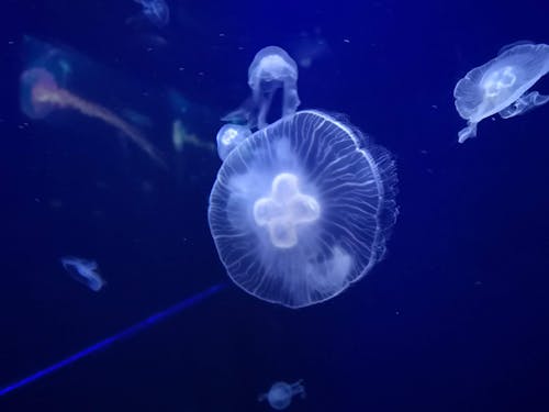 Amazing luminescent Aurelia aurita jellyfishes illuminated with blue light swimming underwater of deep aquarium