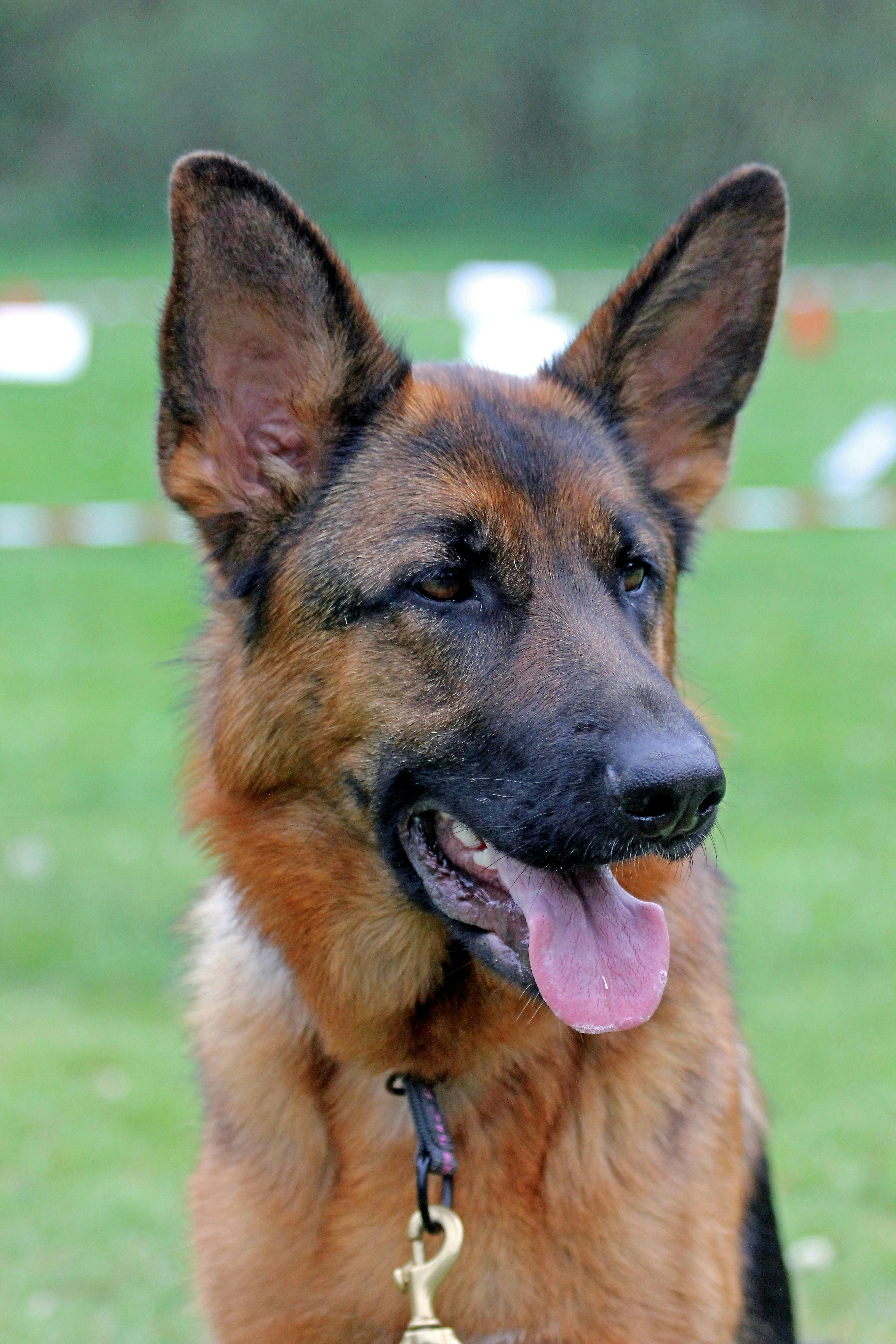 Photo Gratuite De Chien De Race Berger Allemand Chienne