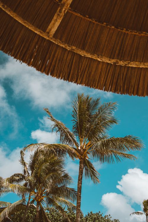 Free Scenic tropical view of palm trees against a vibrant blue sky, under a tiki umbrella. Stock Photo