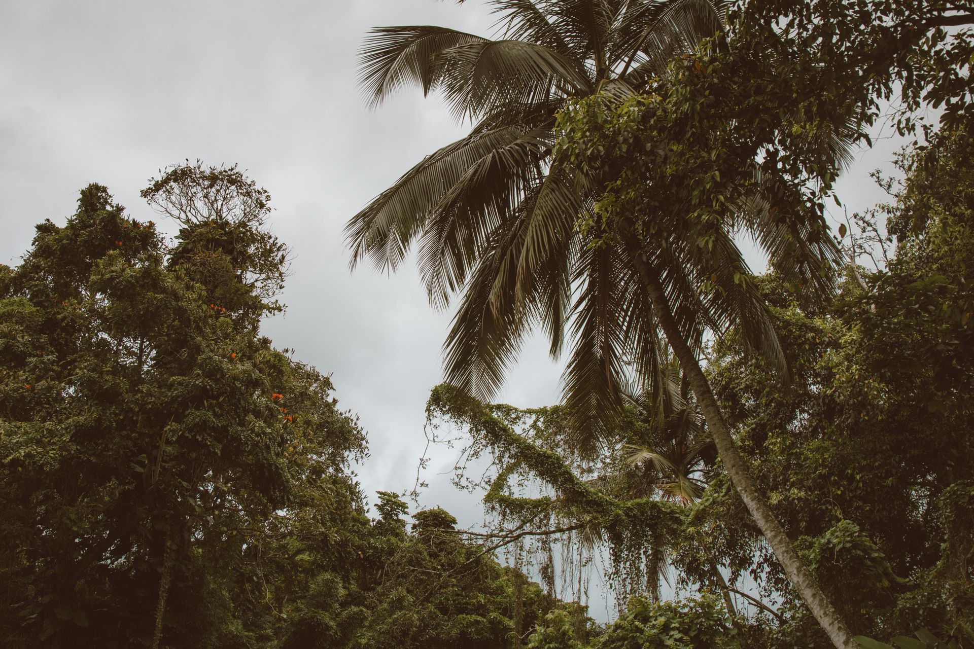 Lush tropical trees with palm leaves under a cloudy sky in Honolulu, Hawaii.