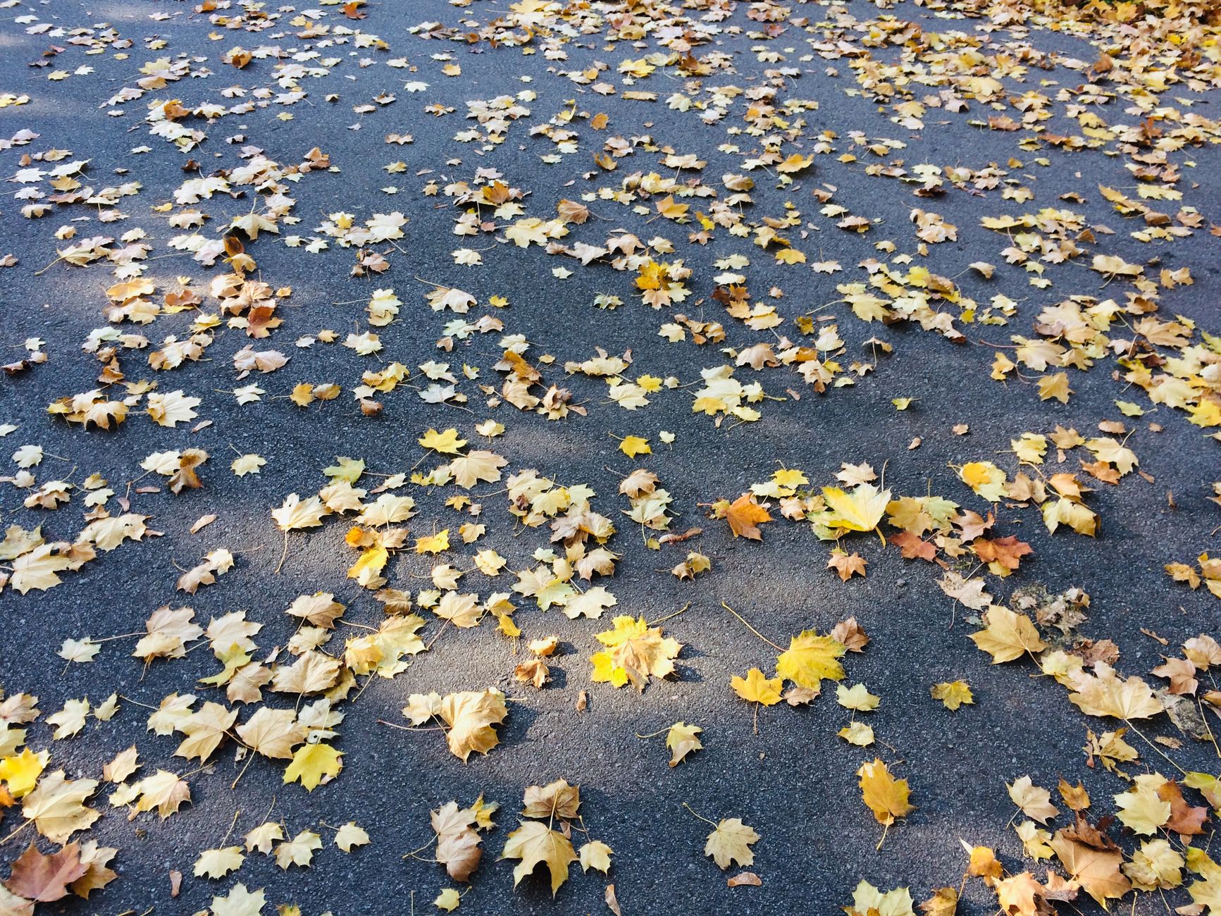 Howling Autumn Gale