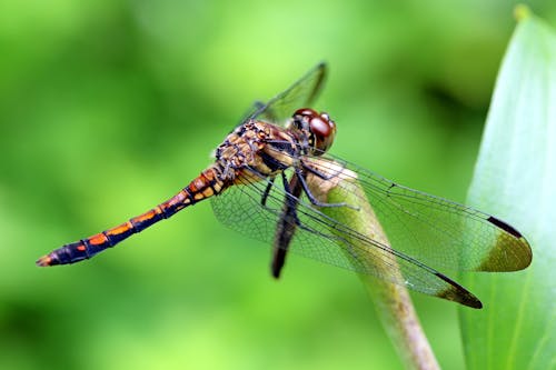 Bruine Dragonfly