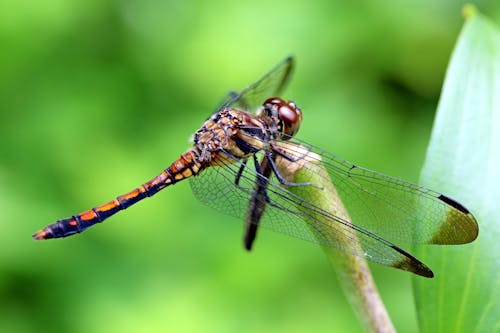 Brown Dragonfly