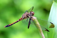 这张详细的宏观照片展示了栖息在绿叶上的凤尾鱼，突出了它精致的翅膀