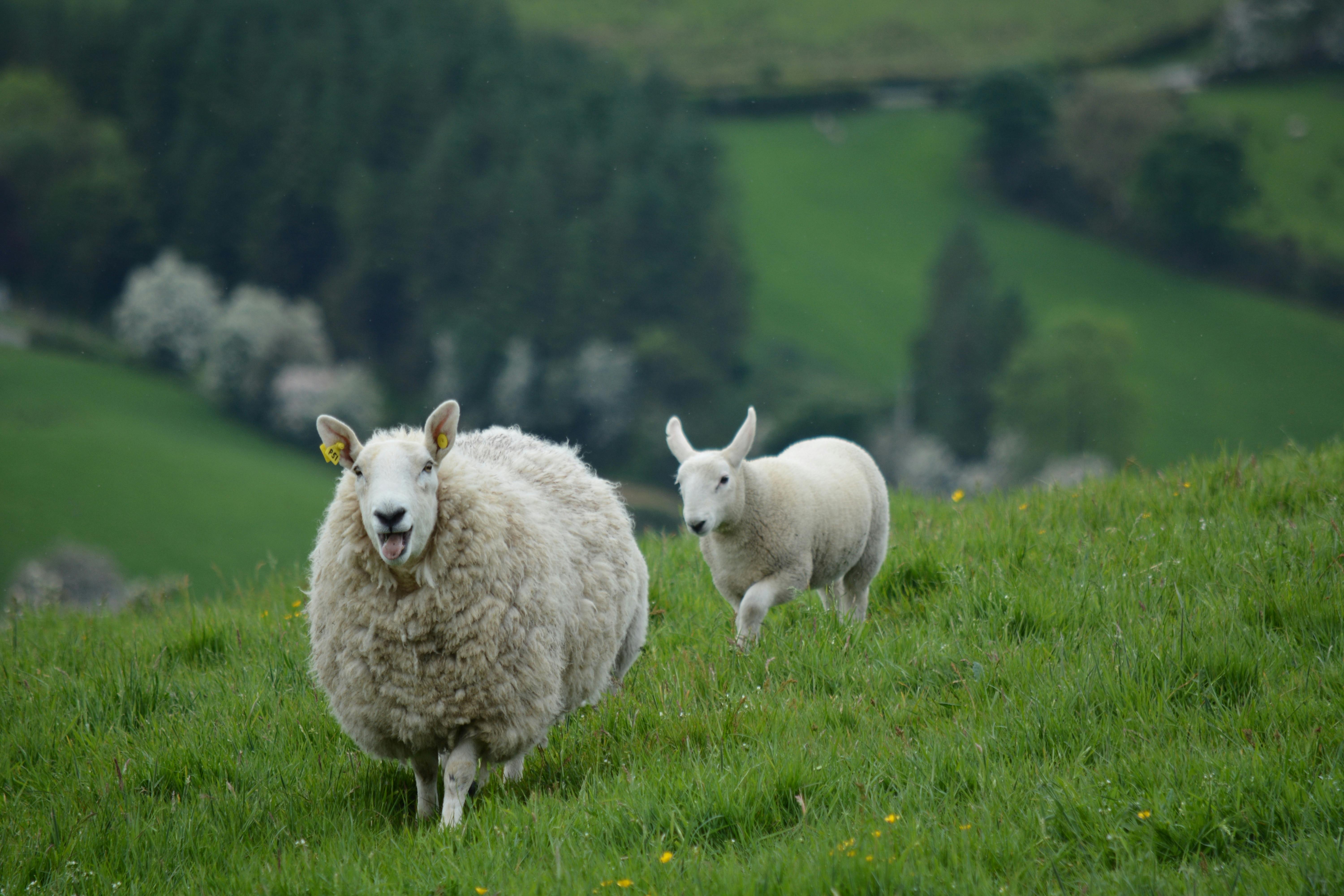 animals in ireland pictures - animals often seen in ireland