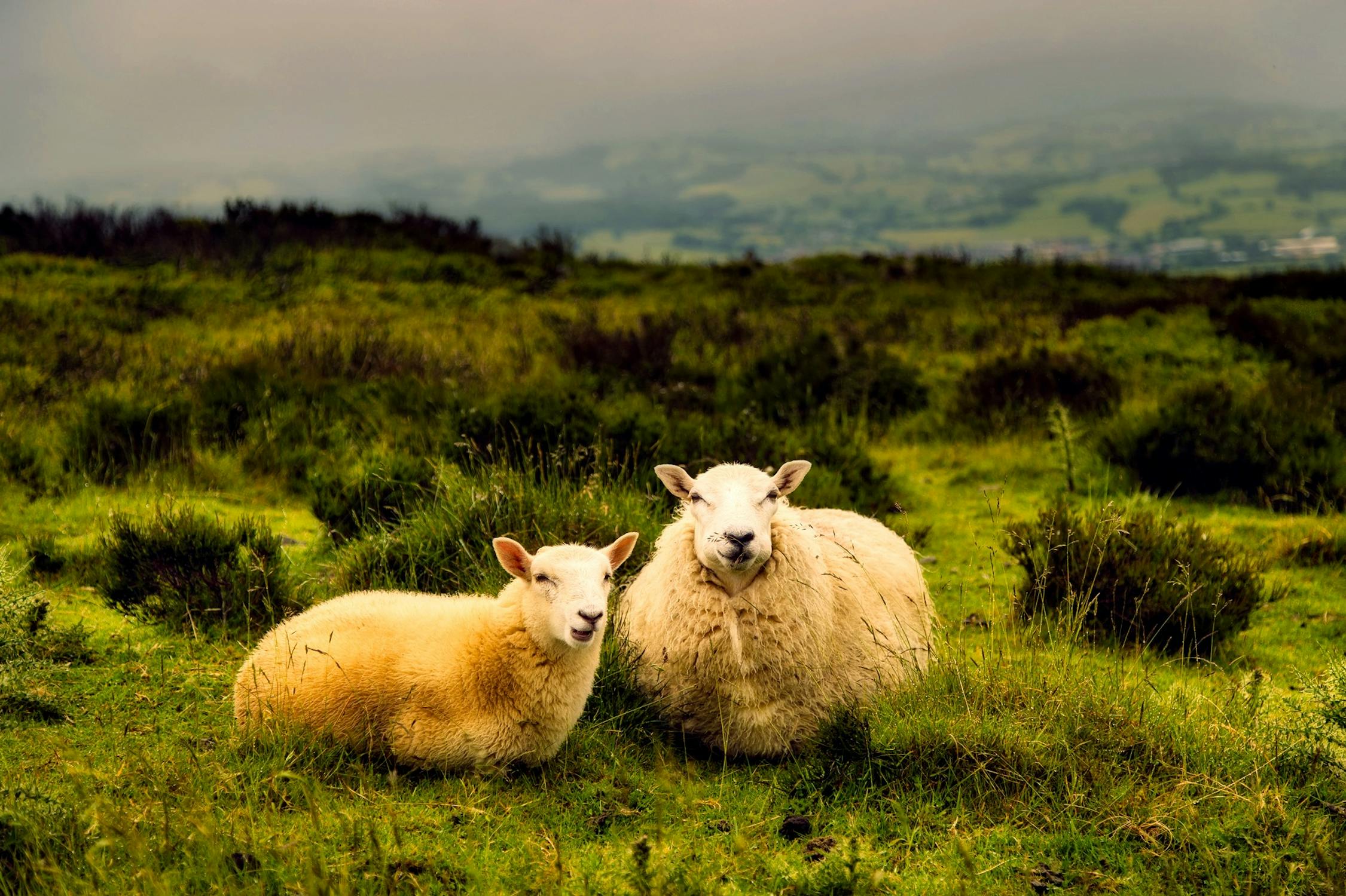 Two sheep lying in a meadow