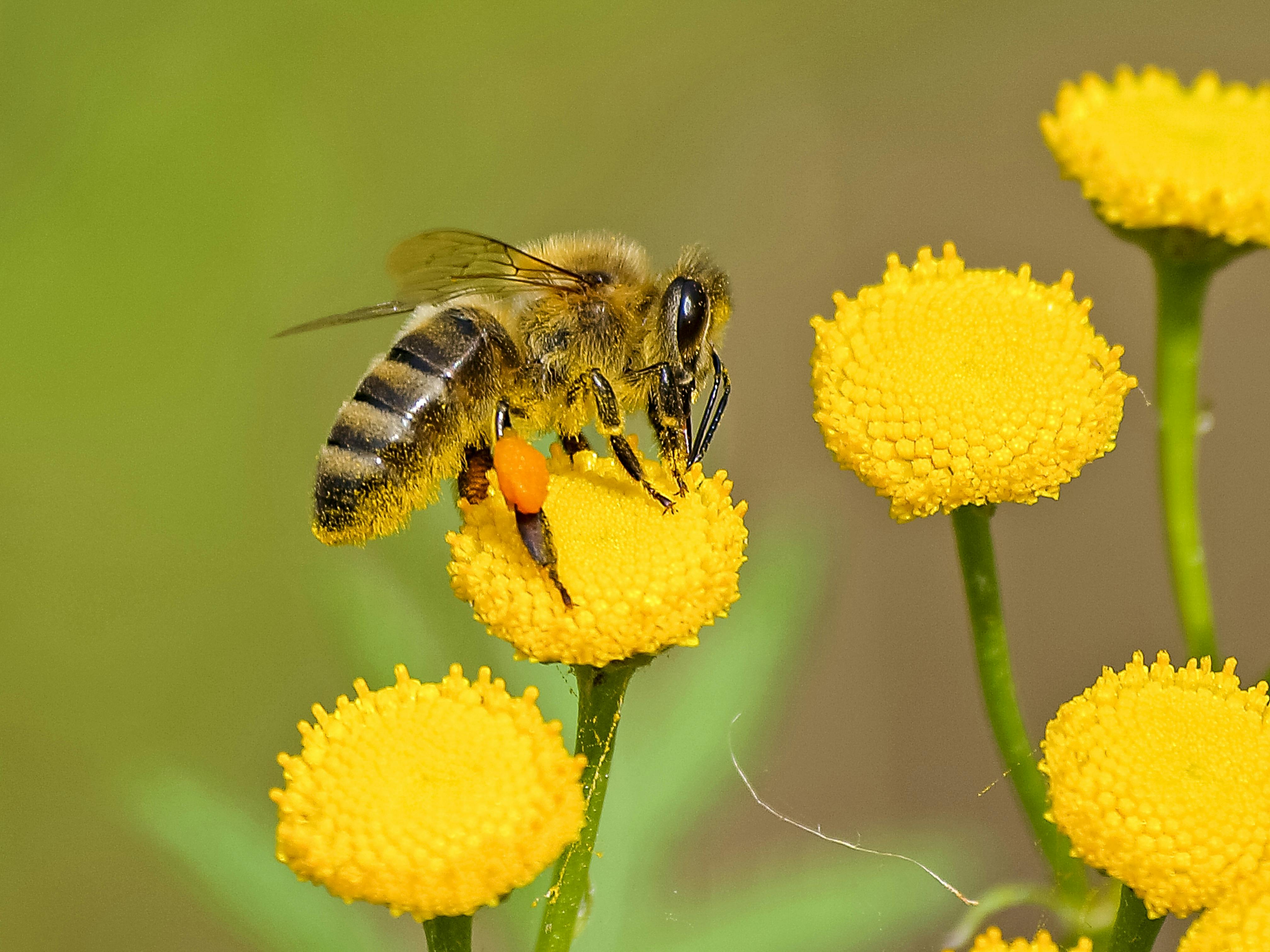 3,000+ Best Bee Photos · 100% Free Download · Pexels Stock Photos