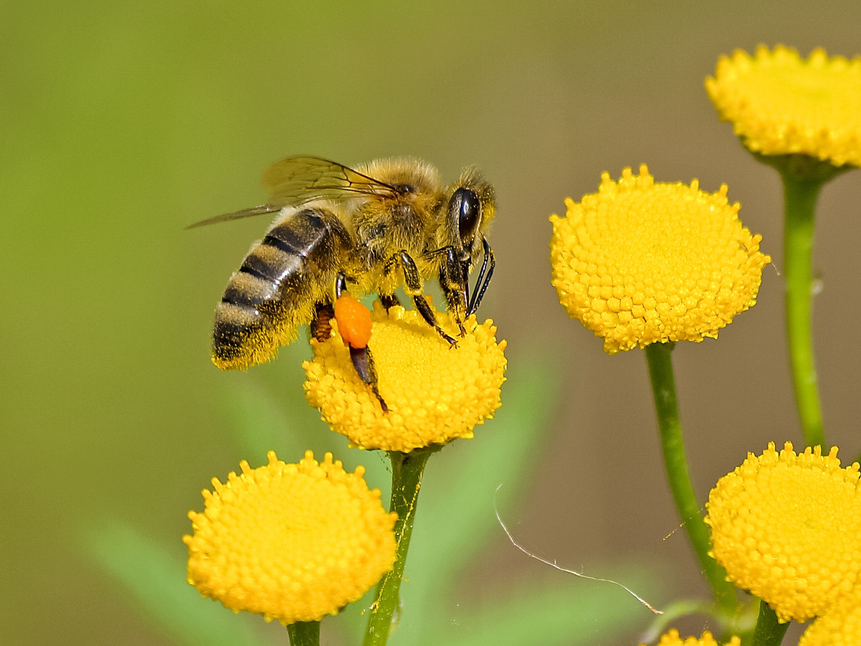 Abeja Marr n Y Negra Sobre N ctar De Flor Amarilla Fotos De Stock abeja-marr-n-y-negra-sobre-n-ctar-de-flor-amarilla-fotos-de-stock