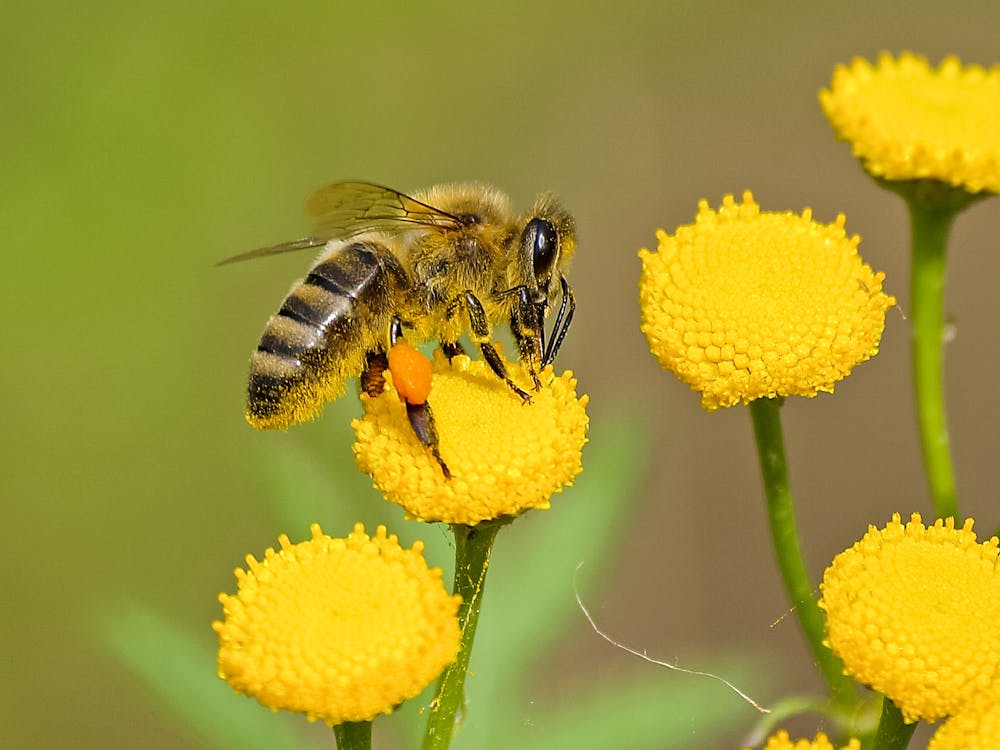 Free Brown and Black Bee on Yellow Flower Nectar Stock Photo