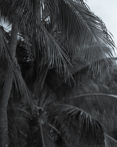 Foto profissional grátis de coqueiro, exótico, filme preto e branco