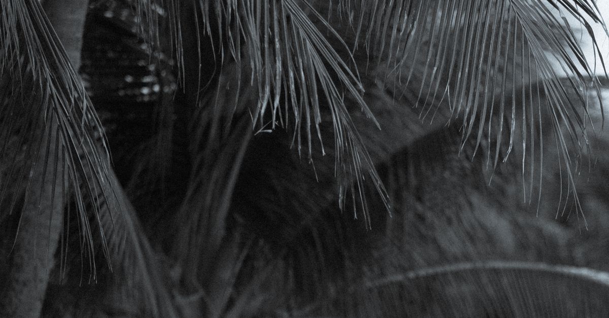 Photo by Jess Loiterton Elegant monochrome shot of a palm tree capturing tropical vibes in Honolulu, Hawaii.
