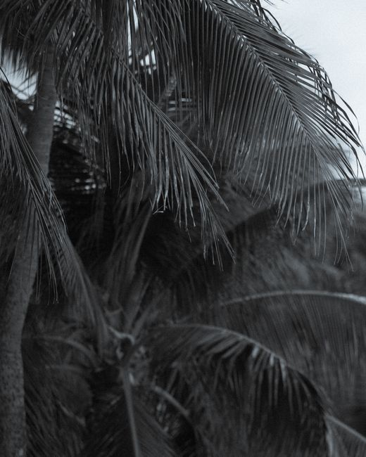 Photo by Jess Loiterton Elegant monochrome shot of a palm tree capturing tropical vibes in Honolulu, Hawaii.