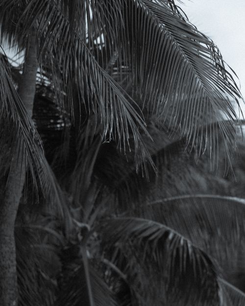Free Elegant monochrome shot of a palm tree capturing tropical vibes in Honolulu, Hawaii. Stock Photo