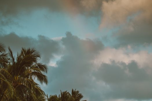 Palm Trees under a Cloudy Sky