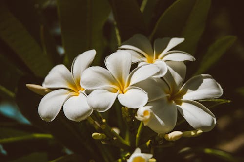 Fotobanka s bezplatnými fotkami na tému exotický, flóra, frangipani