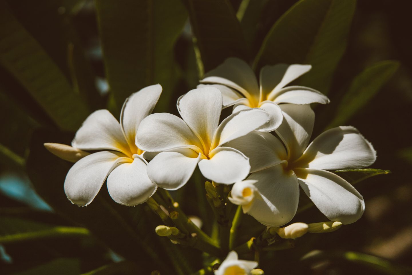 Plumeria in bloom in Honolulu, the flower most often strung into lei