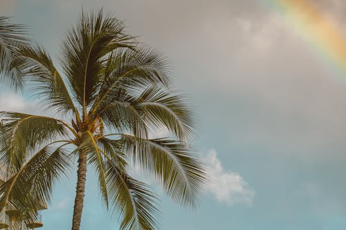 Tall Coconut Tree with Lush Leaves