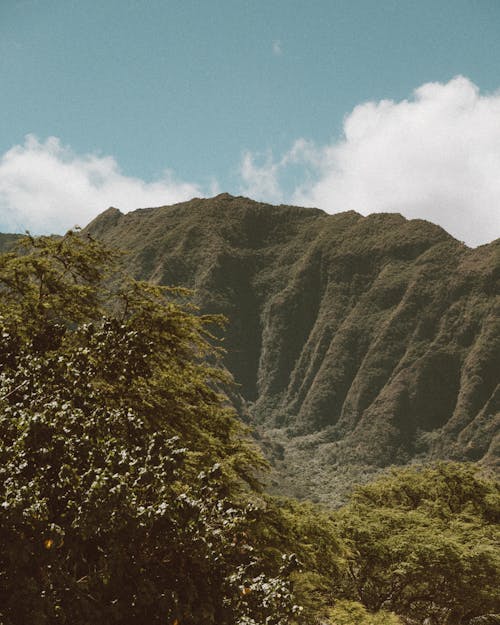 無料 トロピカル, パラダイス, ハワイの無料の写真素材 写真素材